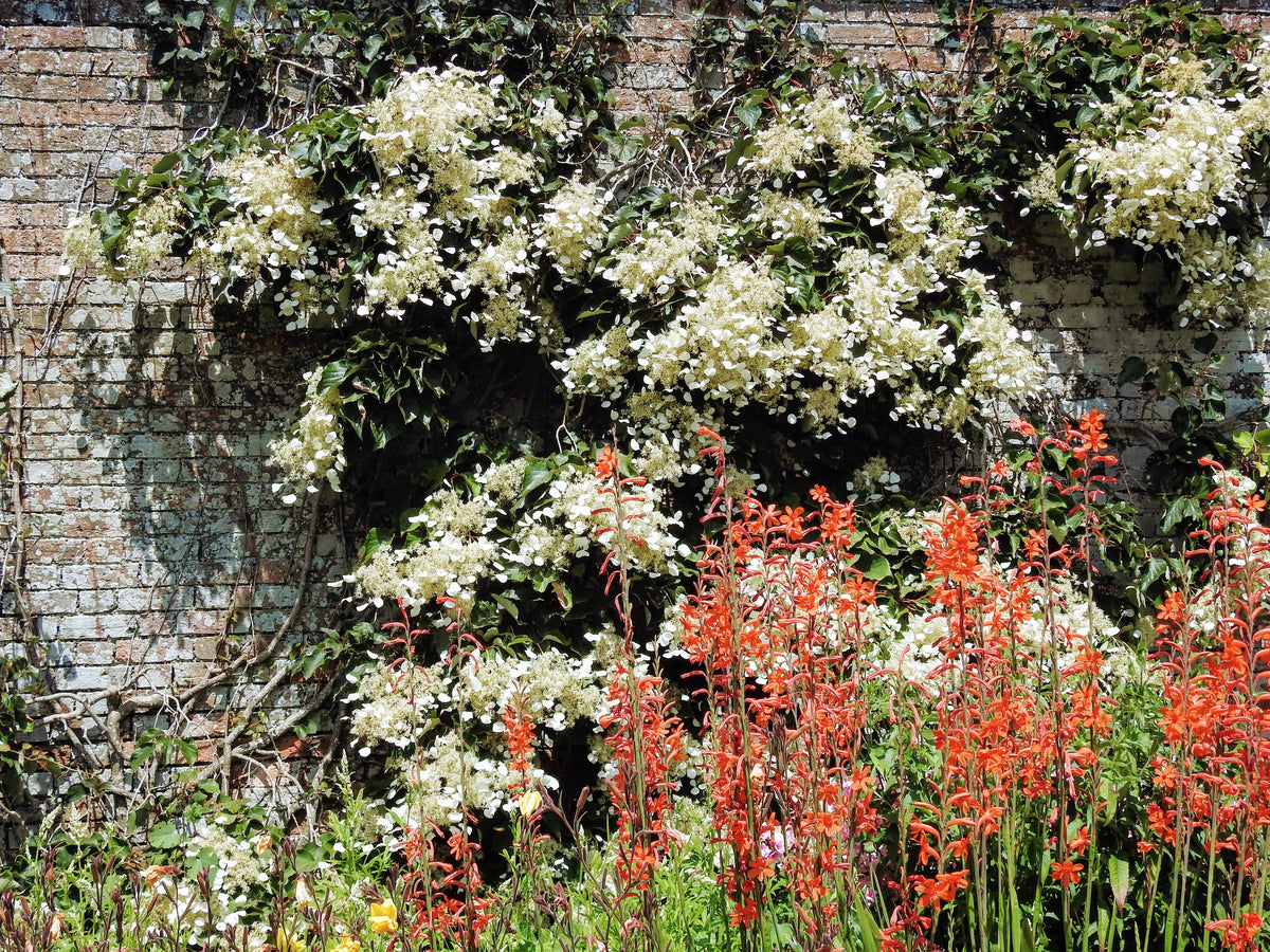 50 semillas de hortensia japonesa Schizophragma Hydrangeoides de flores blancas