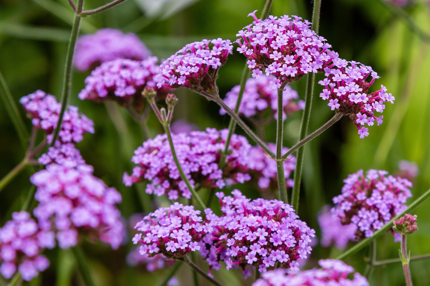 150 BUENOS AIRES VERBENA Brazilian Purple Bonariensis Patagonica Flower Seeds