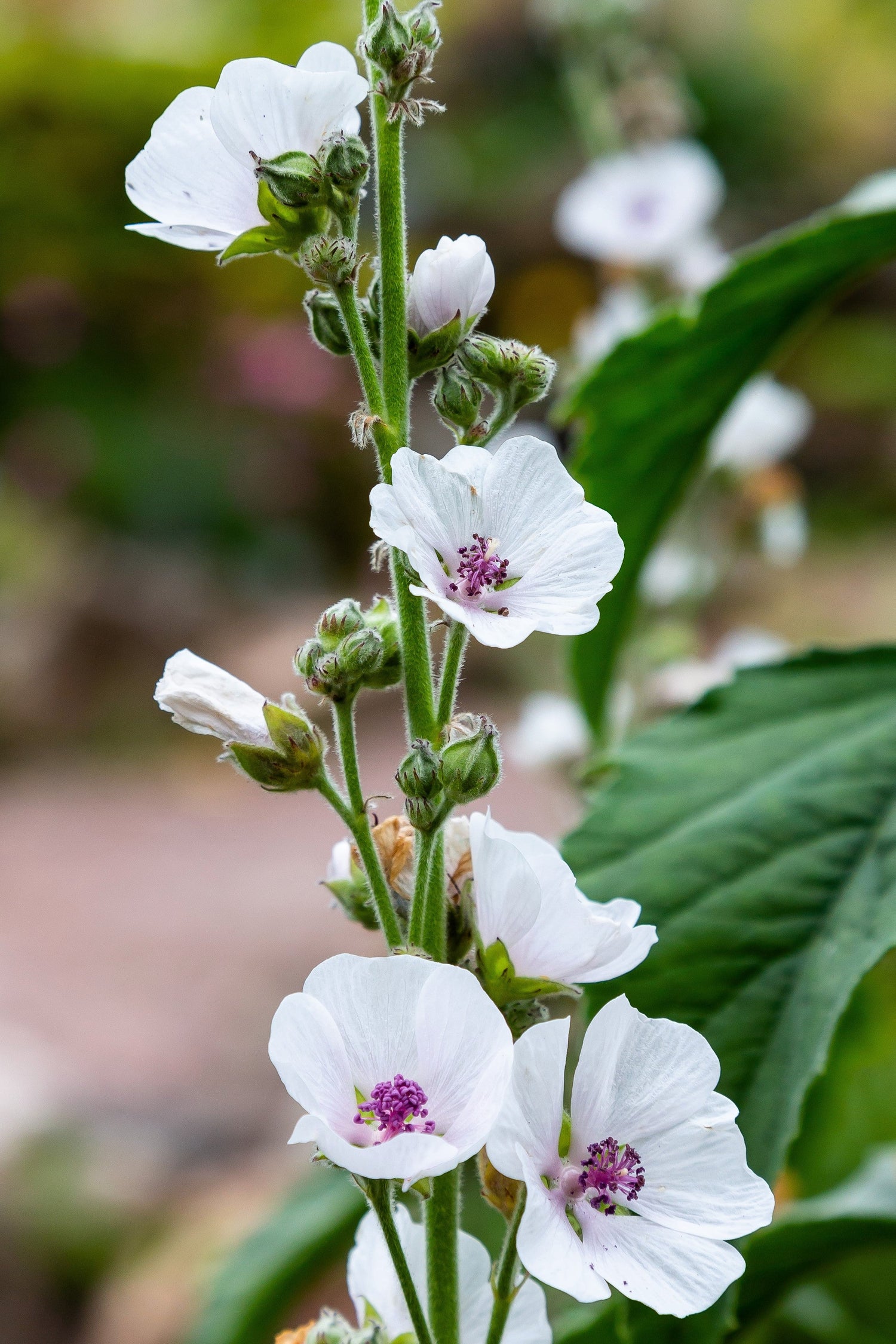 50 WHITE MARSH MALLOW Althaea Officinalis Flower Seeds