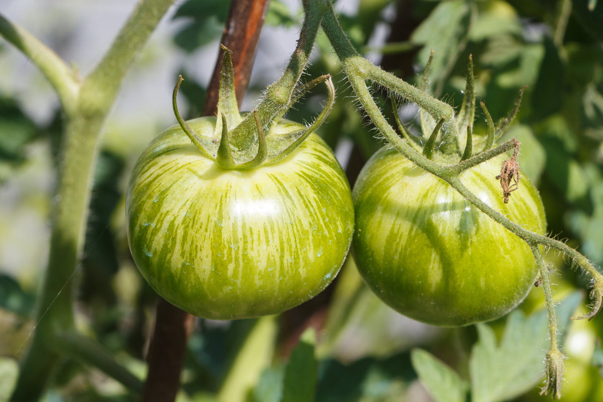 50 GREEN ZEBRA TOMATO Striped Lycopersicon Fruit Vegetable Seeds