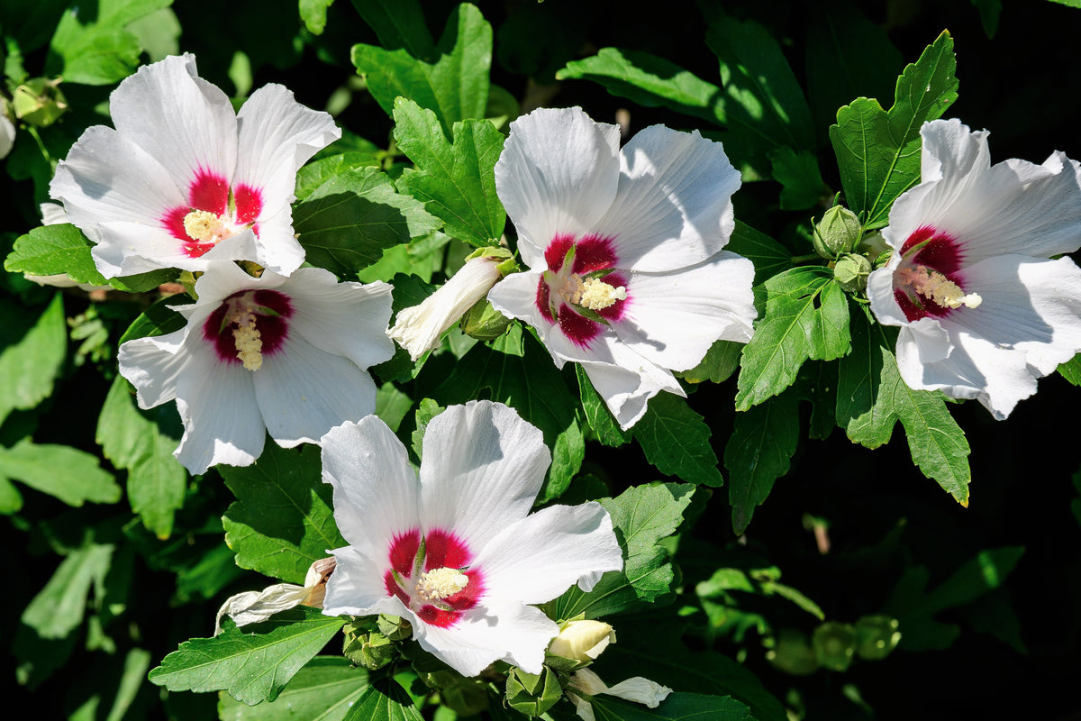 50 semillas de rosa de Siria (HIBISCO Syriacus), arbusto de flores, colores variados