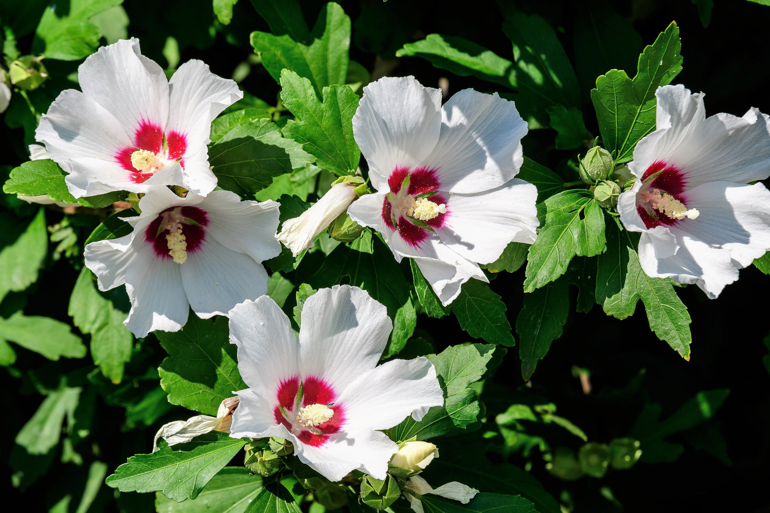 50 Mixed Colors ROSE Of SHARON HIBISCUS Syriacus Flower Tree Bush Seeds Mix