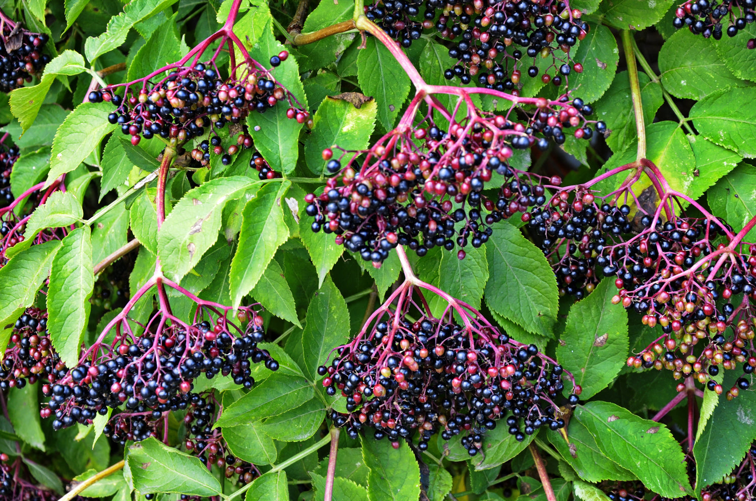 25 semillas de arbusto frutal de saúco americano (Sambucus nigra)