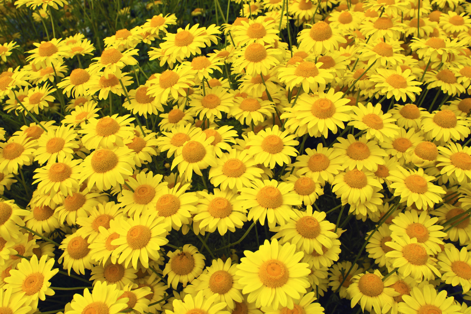 250 semillas de margaritas doradas, manzanilla amarilla del tintorero, Anthemis tinctoria kelwayi, margarita Cota tinctoria parisina.