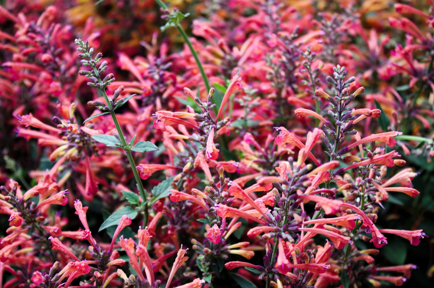 30 semillas de hierba de flor de hisopo de menta colibrí AGASTACHE HEATHER QUEEN roja