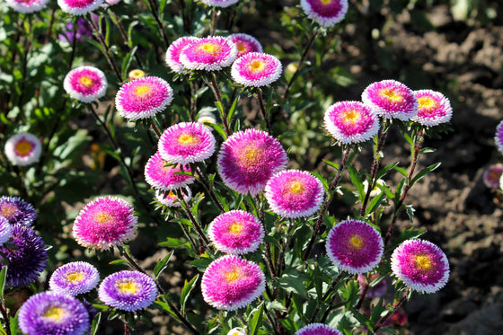 50 HI No MARU ASTER Semillas de flores de Callistephus Pompon dobles rojas y blancas