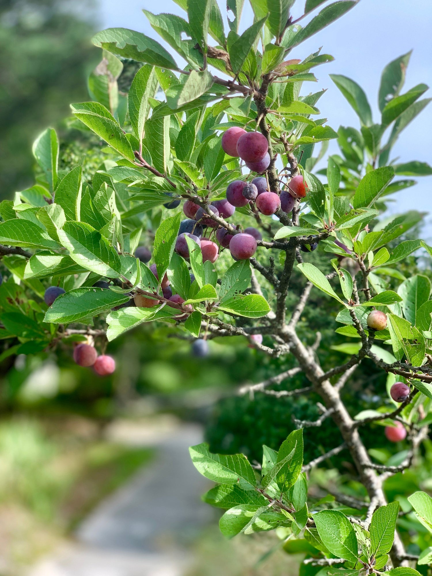 5 CIRUELA DE PLAYA Prunus Maritima Arbusto de fruta comestible nativo Arbusto Semillas de flores blancas