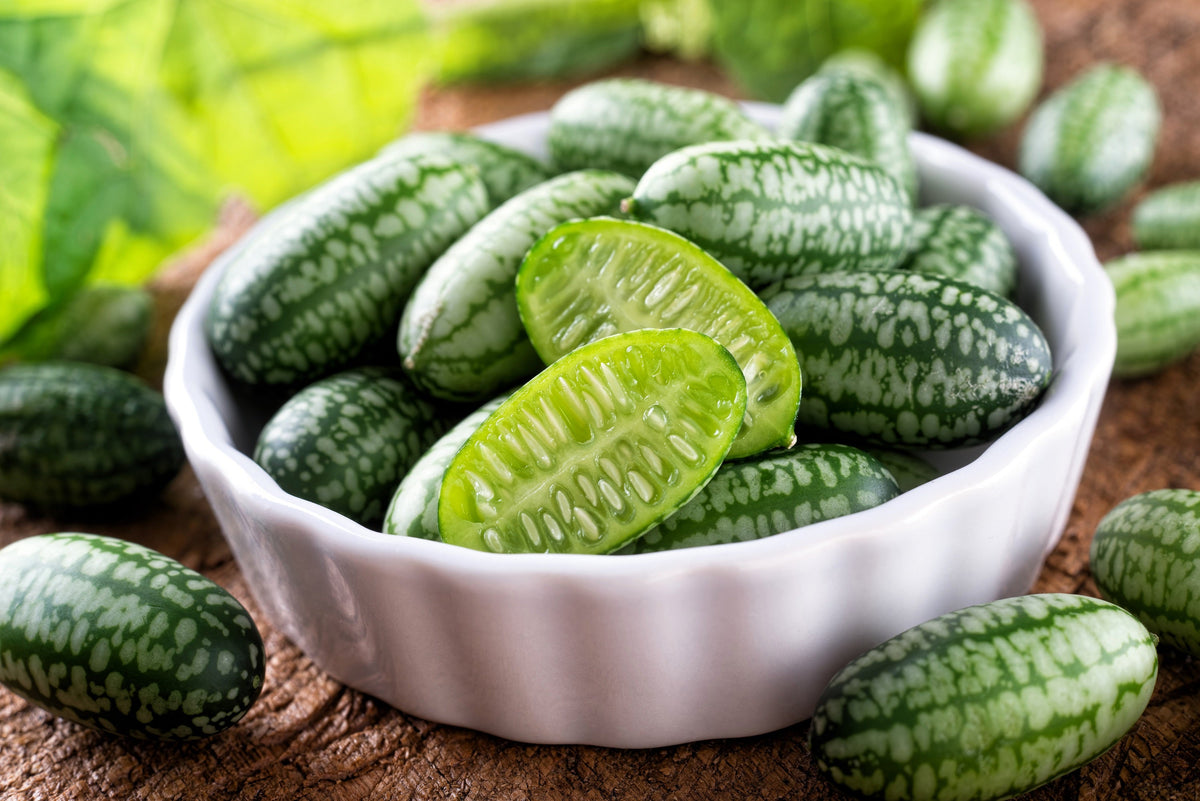 10 CUCAMELON Melothria Scabra Melón Ratón Pepinillo Mexicano Sandía Mini Semillas de Vid de Pepino