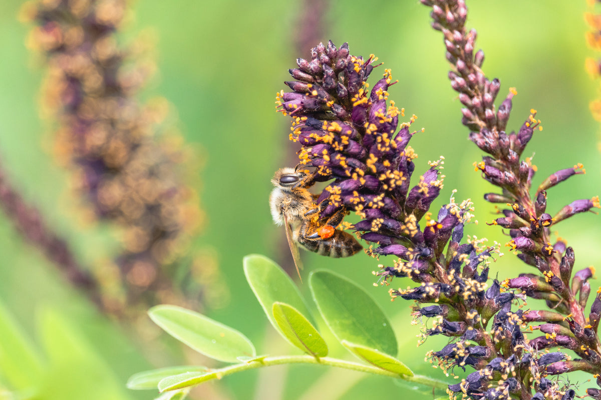 50 semillas de flores de índigo falso aromático (índigo silvestre enano) Amorpha Nana