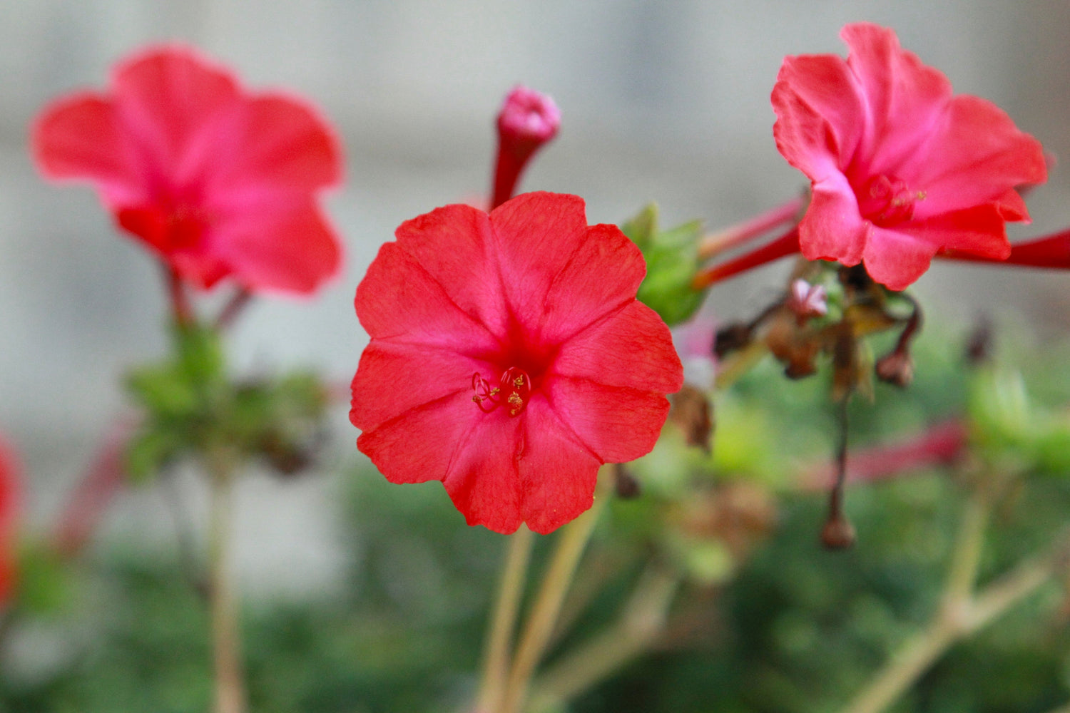 25 semillas de flores de jalapa Mirabilis Maravilla del Perú ROJAS DE LAS CUATRO EN PUNTO