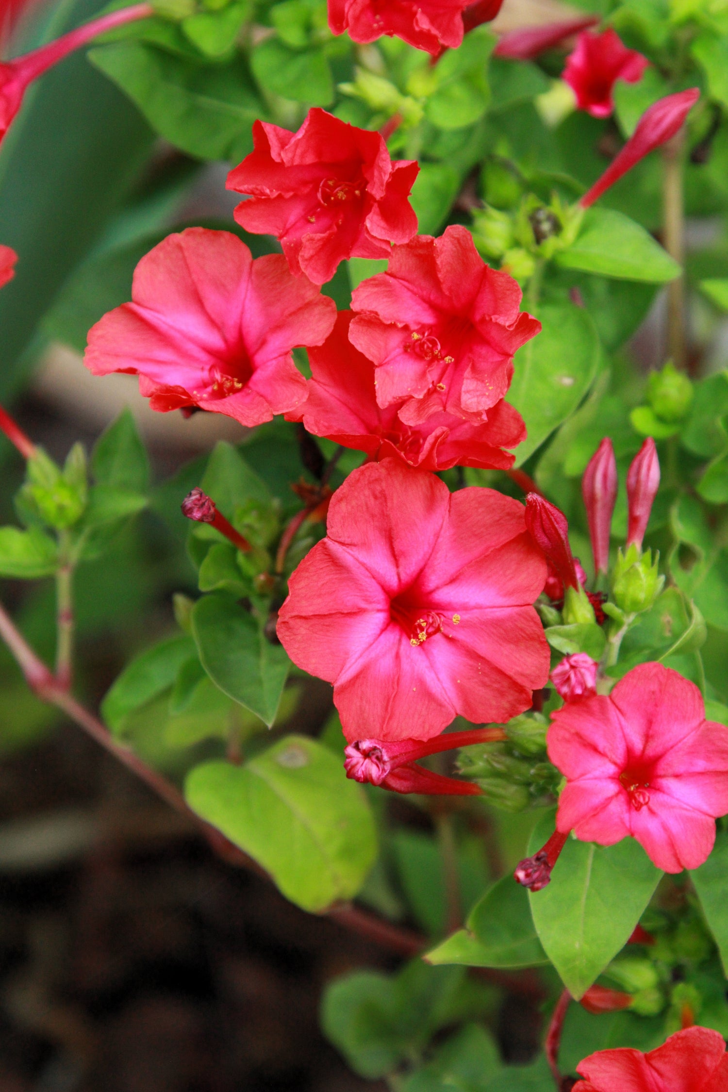 25 semillas de flores de jalapa Mirabilis Maravilla del Perú ROJAS DE LAS CUATRO EN PUNTO