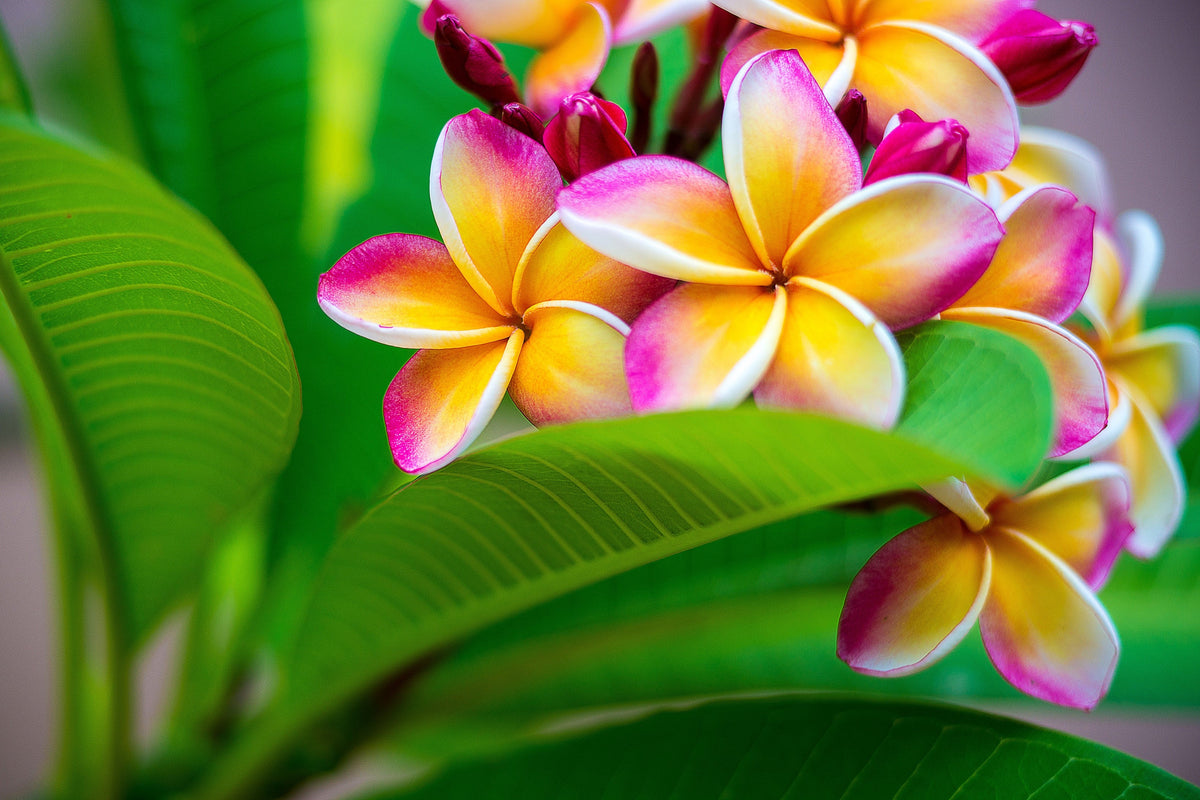 10 semillas de plumeria de colores variados - Lei Flower Frangipani Mix, arbusto fragante, árbol pequeño, rosa, rojo, amarillo, blanco, melocotón, dos tonos