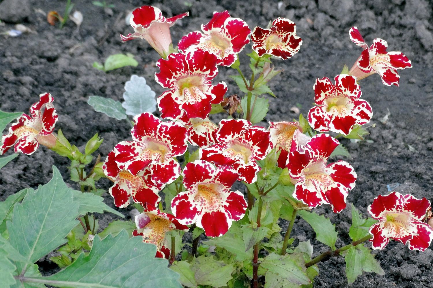 250 semillas de flores de Mimulus tigrinus de colores mixtos de mono tigre
