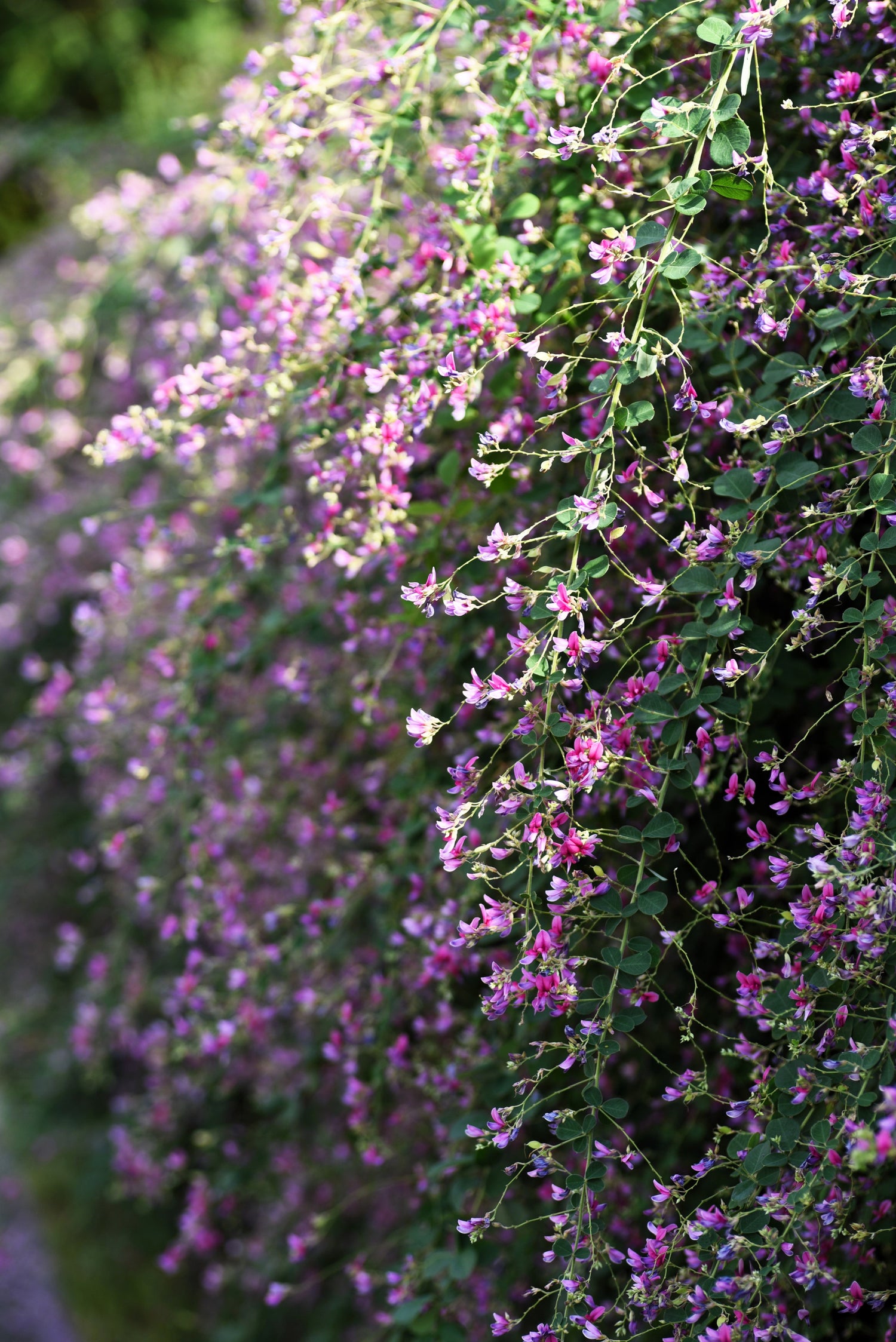 100 semillas de trébol esbelto Lespedeza virginica, arbusto nativo, flor rosa púrpura, legumbre