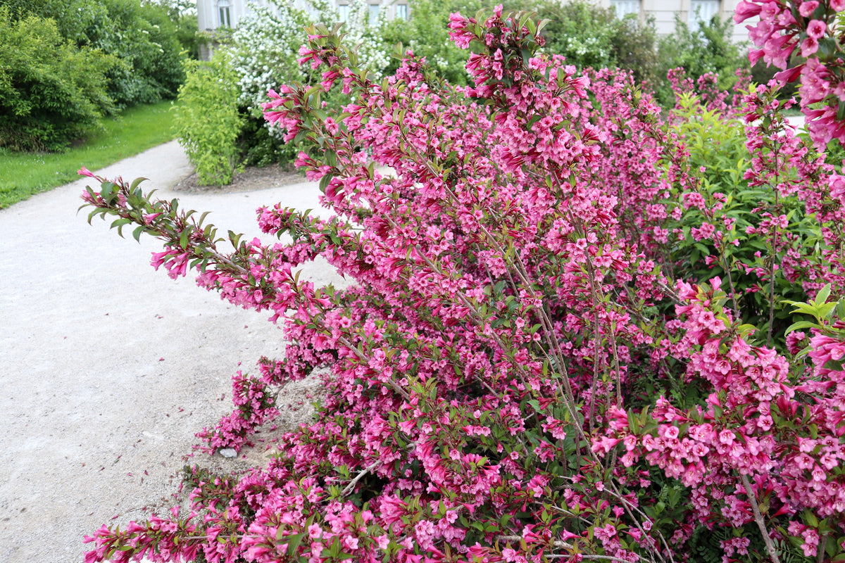 50 semillas de flores de arbusto Weigela de Florida