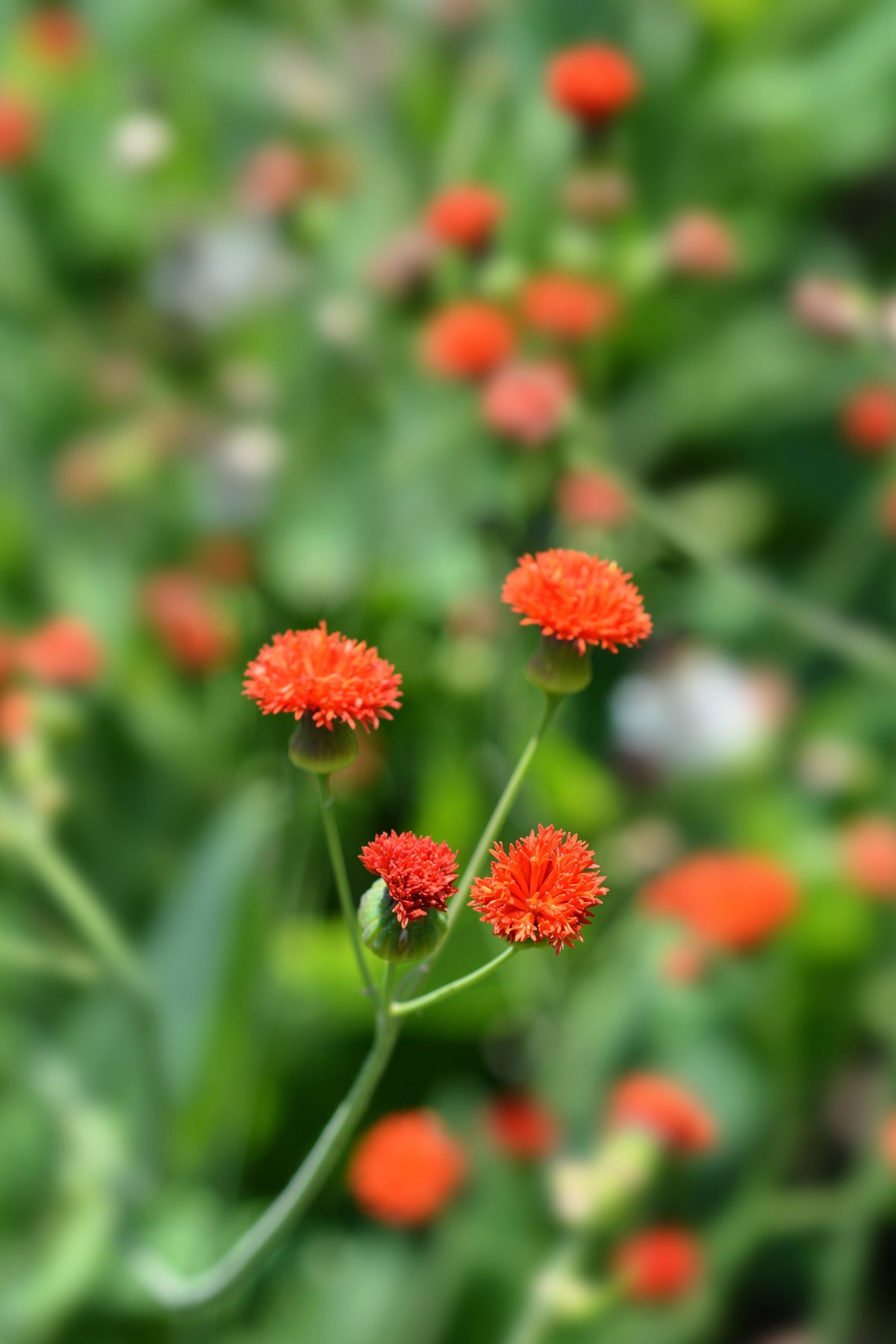 50 semillas de flor de borla de pincel de dama roja Emilia Javanica Coccinea 'Scarlet Magic'