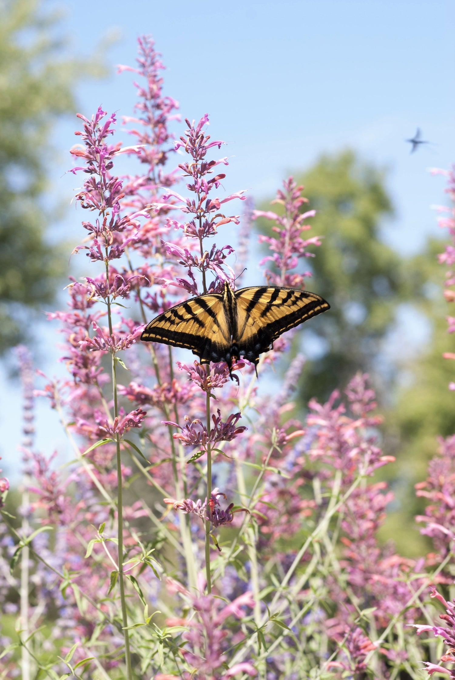 30 COLORES MIXTOS AGASTACHE Aurantiaca Cana Colibrí Menta Semillas de flores de hisopo