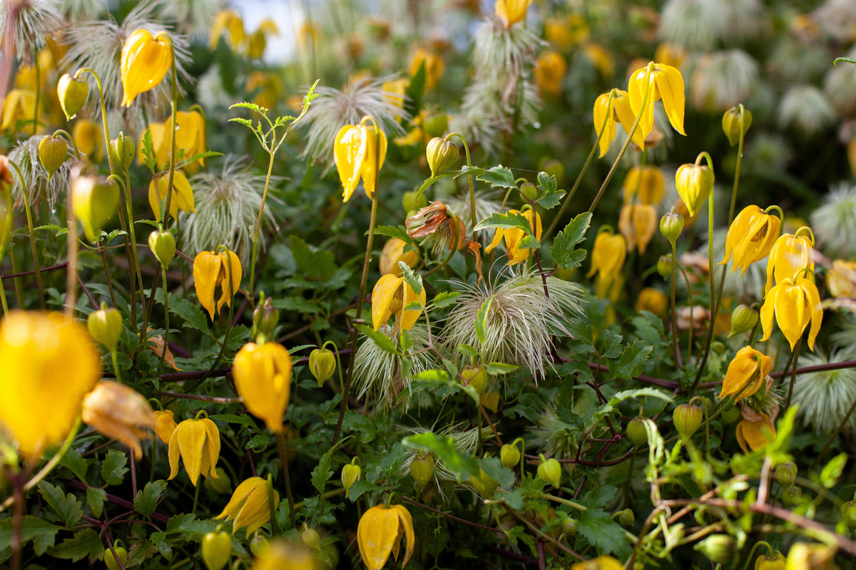10 semillas de flores de clemátide amarilla RADAR LOVE, trepadora de enredadera, clemátide tangutica