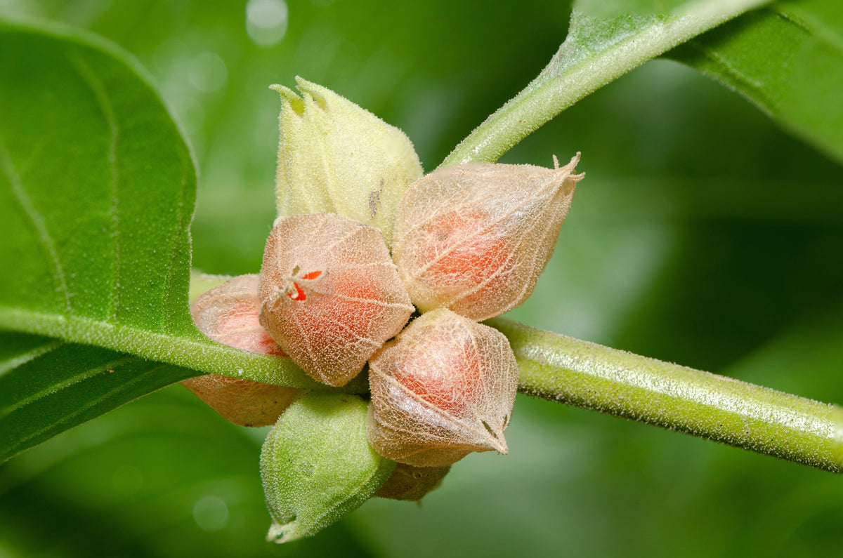 50 semillas de flores de ginseng indio Withania somnifera ashwaganda