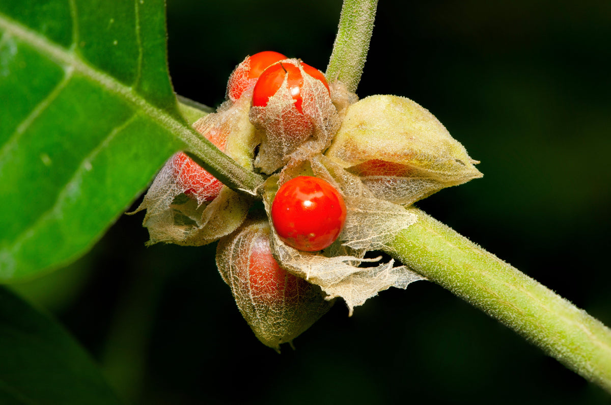 50 semillas de flores de ginseng indio Withania somnifera ashwaganda
