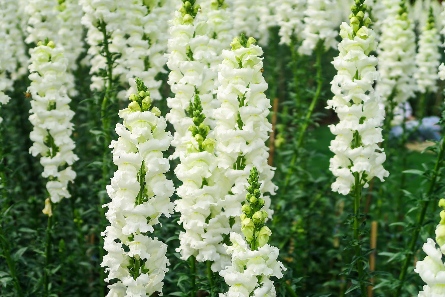 250 semillas de flor de boca de dragón copo de nieve blanco Antirrhinum Majus