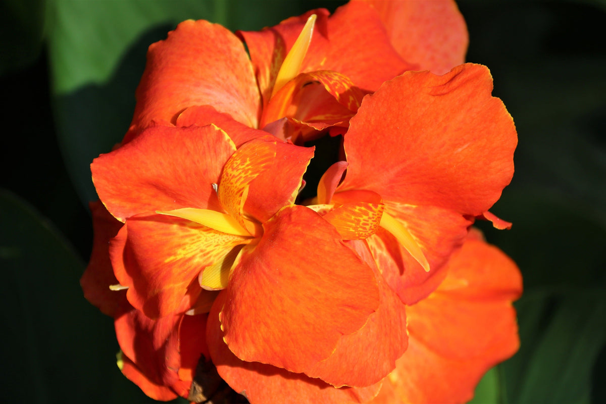 5 semillas de flores de Canna Indica, arrurruz indio, lirio de canna naranja