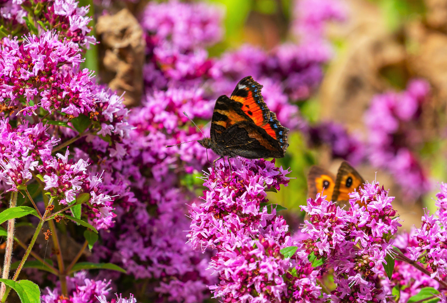 500 OREGANO Origanum Vulgare Herb Purple Butterfly Flower Seeds
