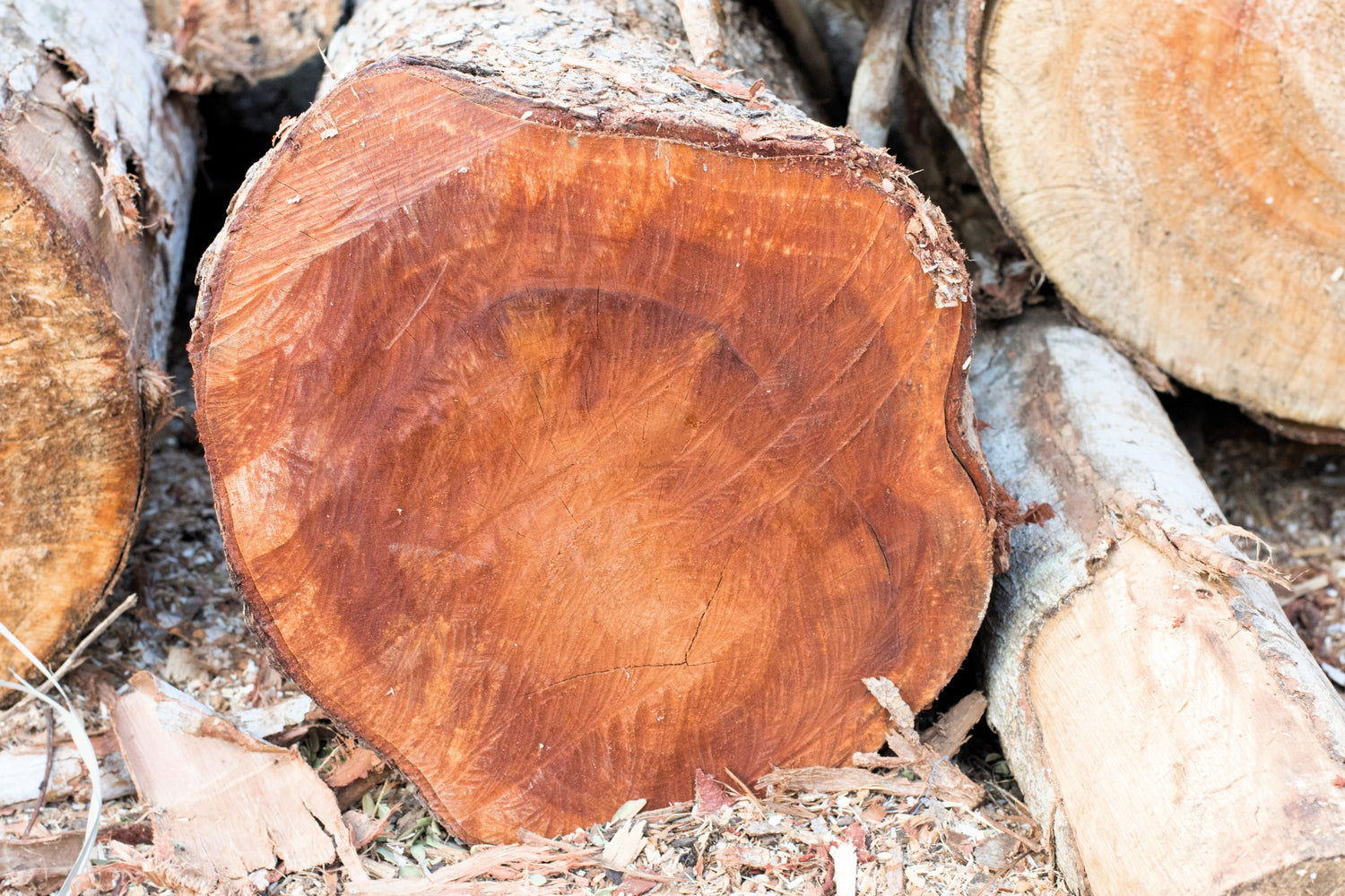 5 semillas de Swietenia Macrophylla, árbol de caoba hondureño de hoja grande y fruto del cielo