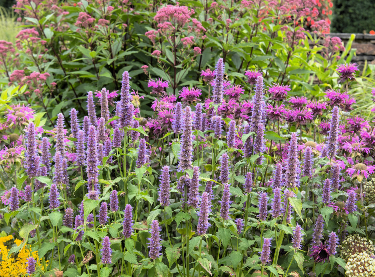 500 semillas de hisopo de anís morado (menta de regaliz / gigante azul) Agastache Foeniculum