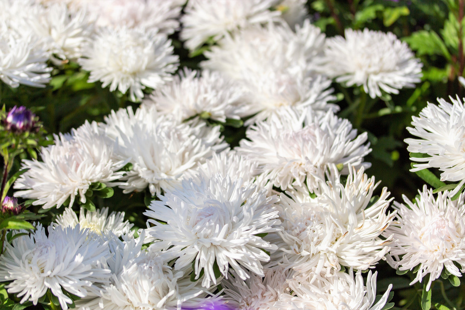 30 semillas de flores de ASTER DE AGUJAS BLANCAS Callistephus Chinensis Unicom