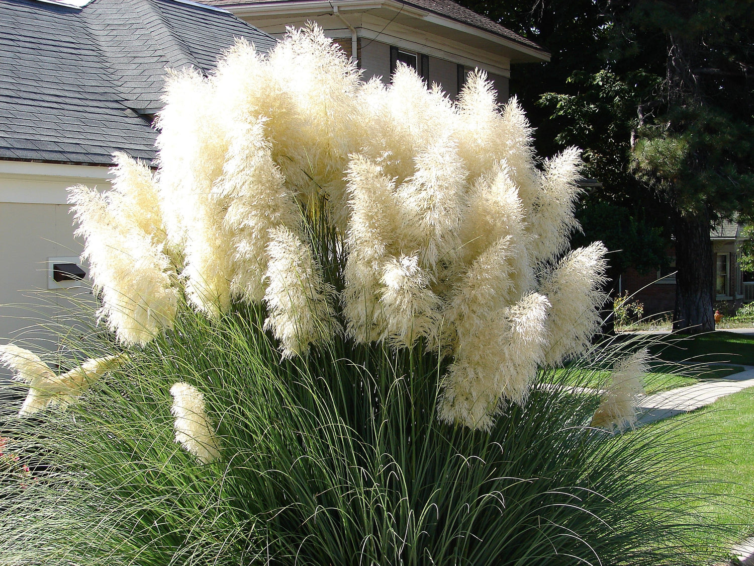 200 semillas de flores ornamentales de Cortaderia selloana, hierba de la pampa blanca
