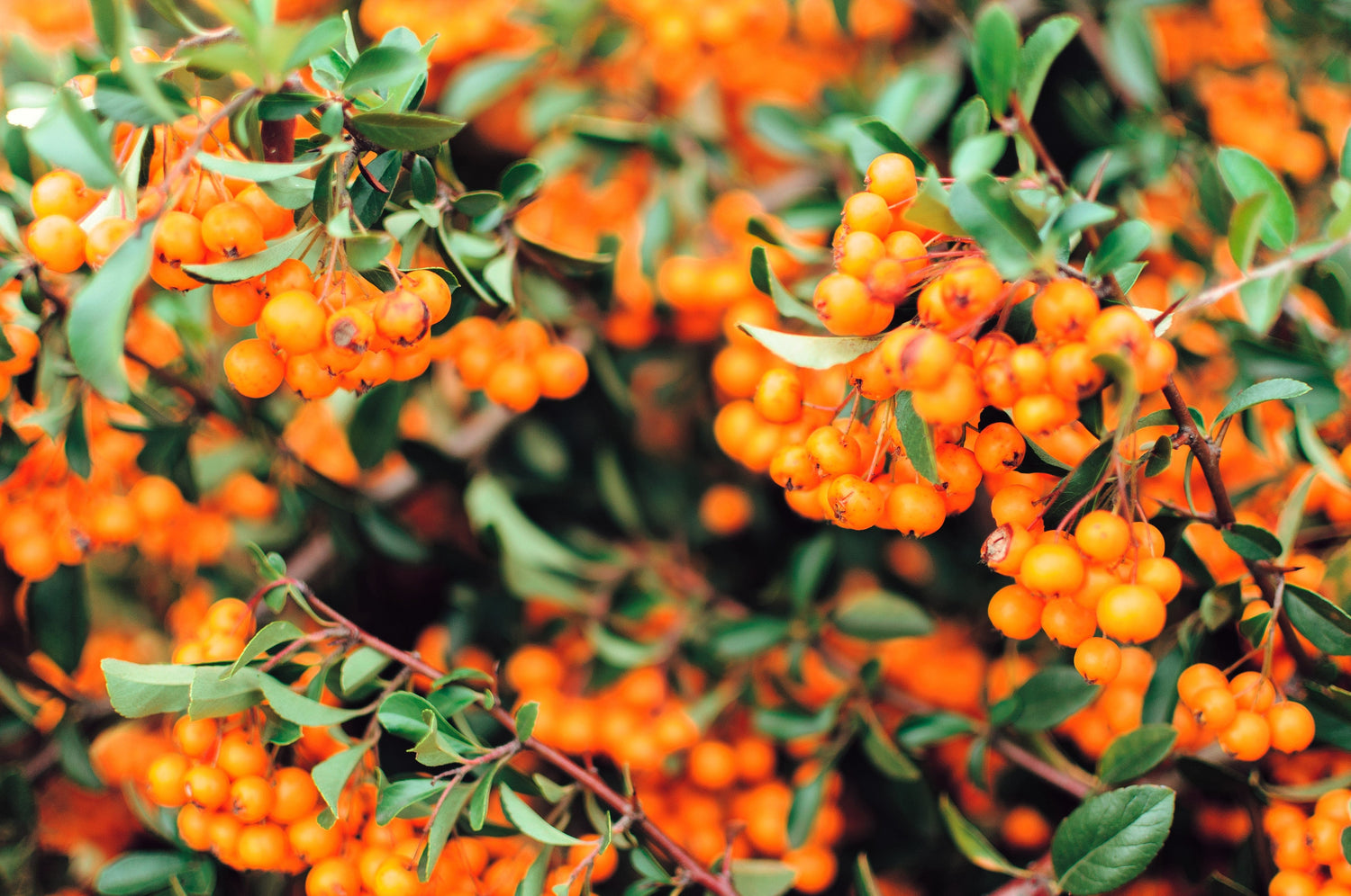 100 Arándanos Espino amarillo Elaeagnus Hippophae Rhamnoides Fruto de baya naranja Arbusto Flor amarilla Follaje plateado Semillas