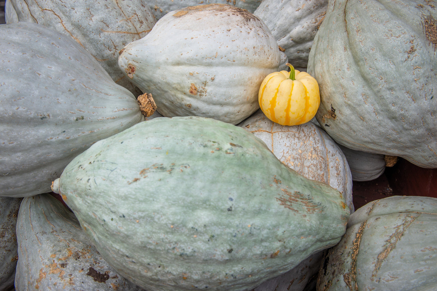 30 Calabaza Hubbard Azul Ranúnculo de Nueva Inglaterra Cucurbita Pepo Semillas de Hortalizas