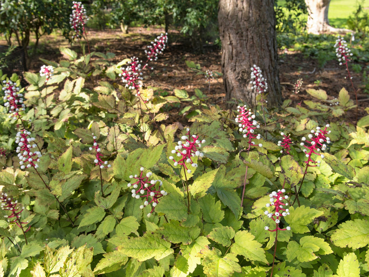 10 DOLL'S EYES Flower White Baneberry Cohosh Actaea Pachypoda Alba Seeds