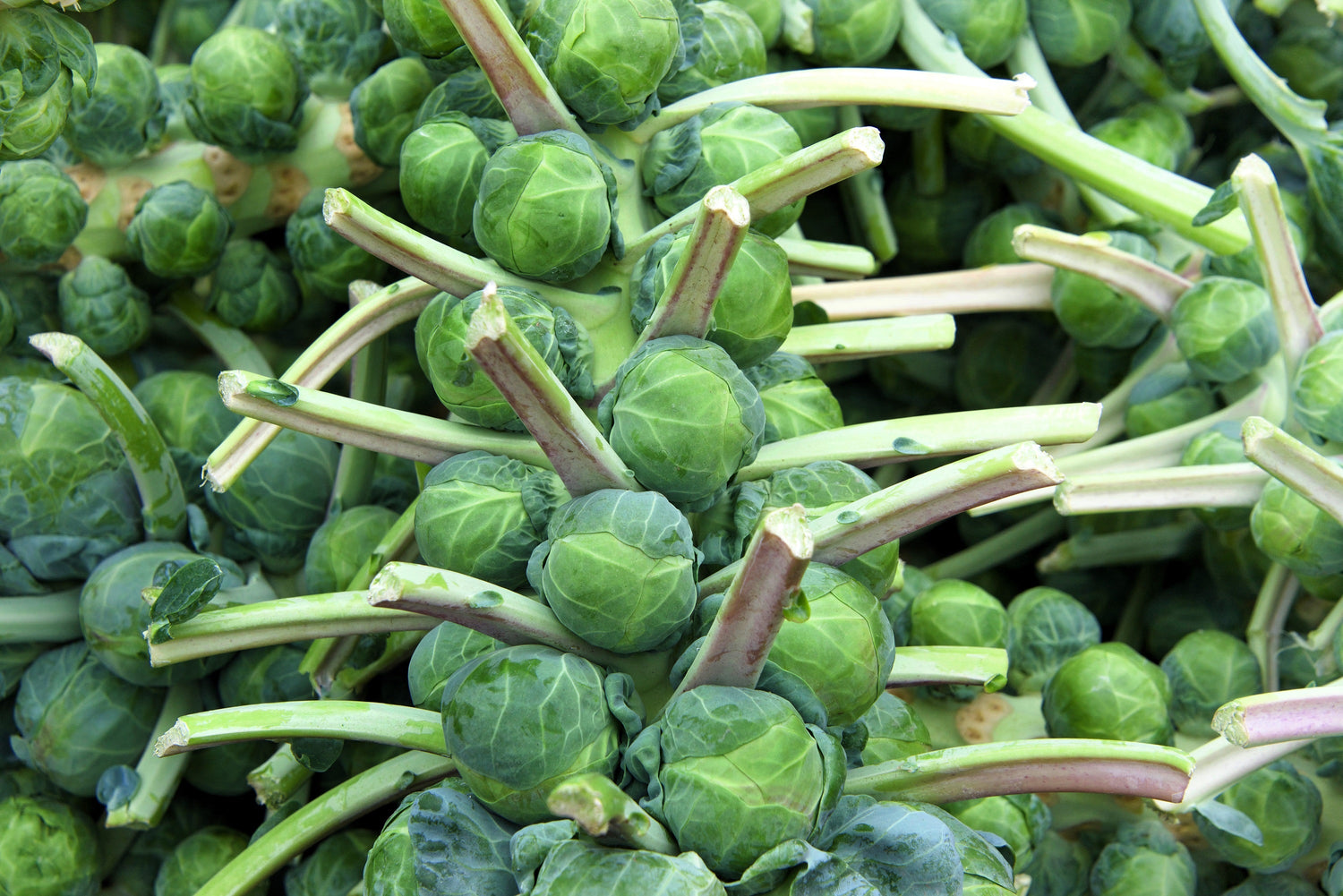 400 COLES DE BRUSELAS CATSKILL Coles Brassica oleracea Semillas de hortalizas