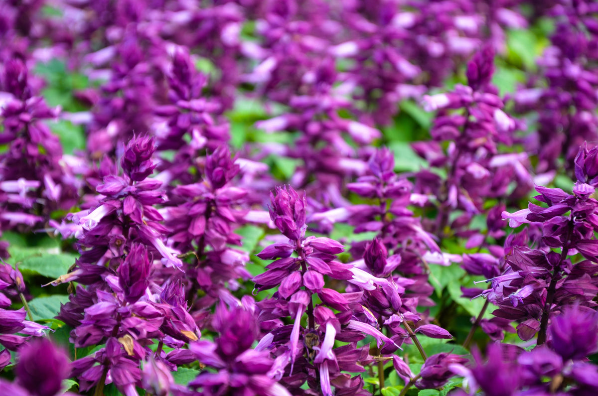 20 semillas de flores de salvia escarlata SALVIA Splendens de color púrpura brillante