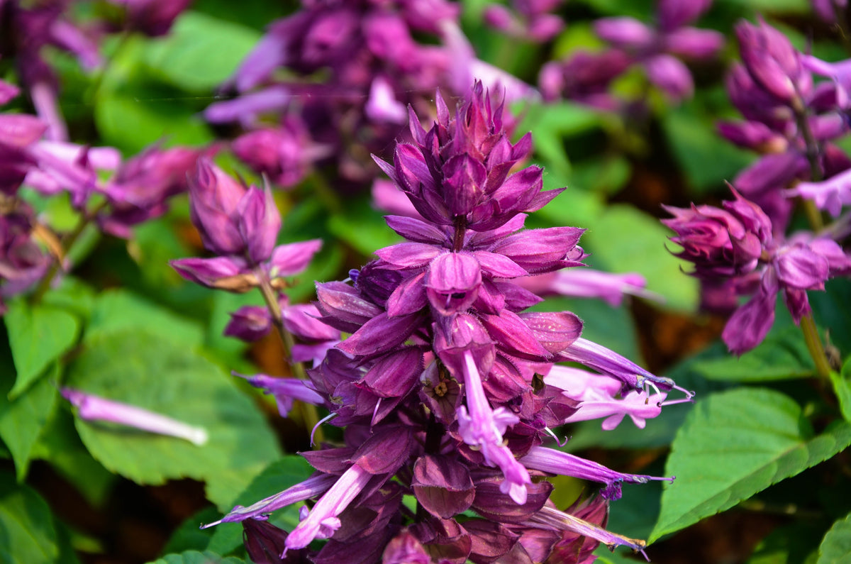 20 semillas de flores de salvia escarlata SALVIA Splendens de color púrpura brillante
