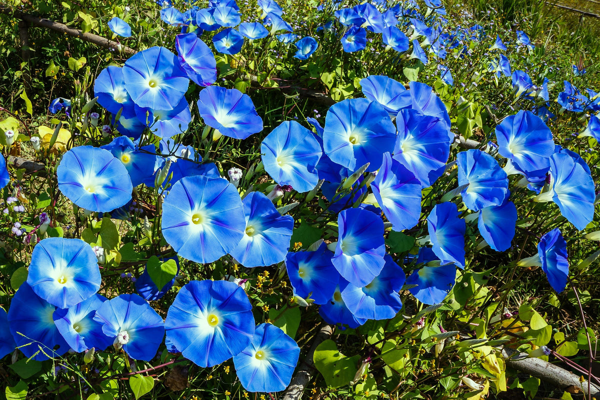 50 semillas de flores de vid Ipomoea tricolor de gloria de la mañana azul celestial