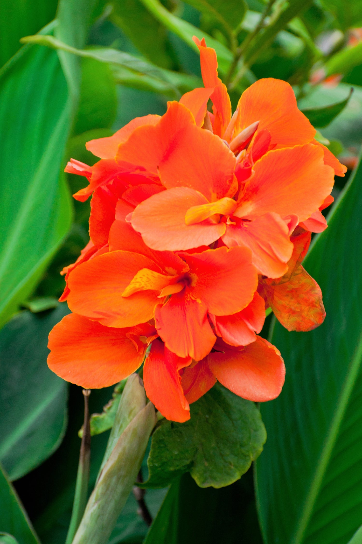 5 semillas de flores de Canna Indica, arrurruz indio, lirio de canna naranja
