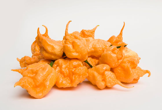 10 Pimiento CAROLINA REAPER, el pimiento Capsicum Chinense más picante del mundo