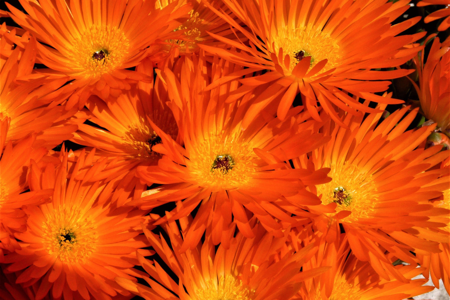 100 Gelato NARANJA PLANTA DE HIELO Mesembryanthemum Livingstone Semillas de flores de margarita
