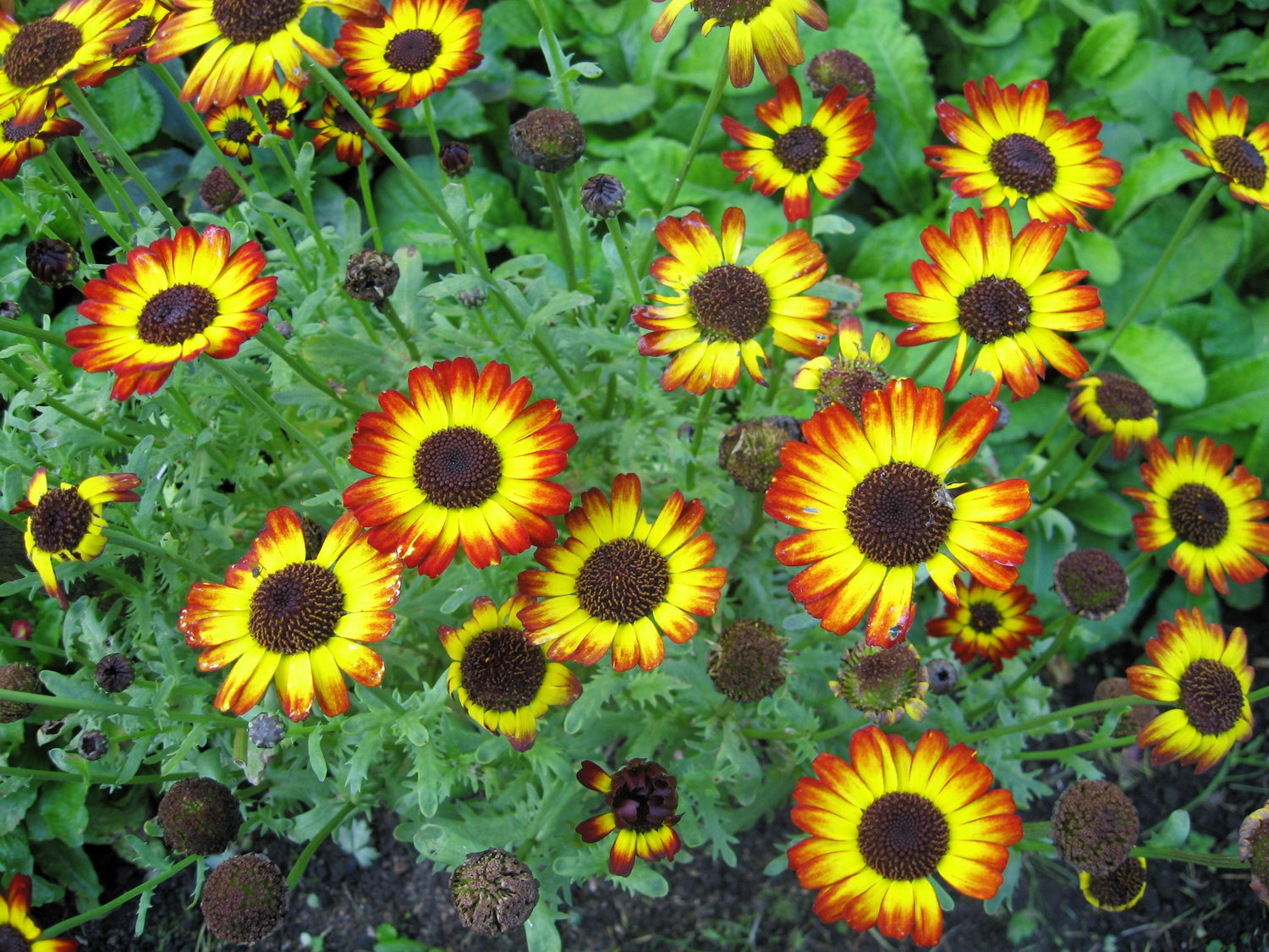 100 semillas de margaritas de crisantemo carinatum tricolor pintadas de rojo, amarillo y negro