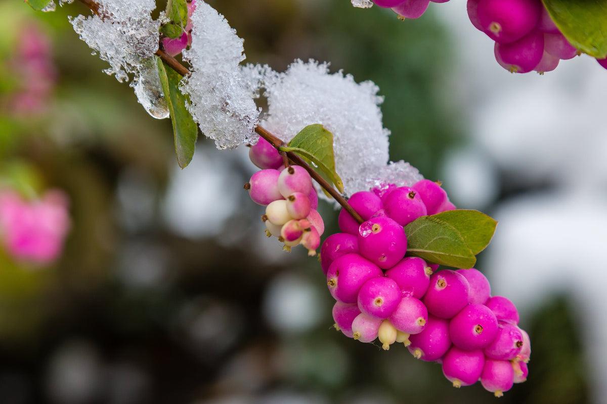 25 semillas de arbusto de flor de CORALBERRY, grosella india rosa, Symphoricarpos Orbiculatus