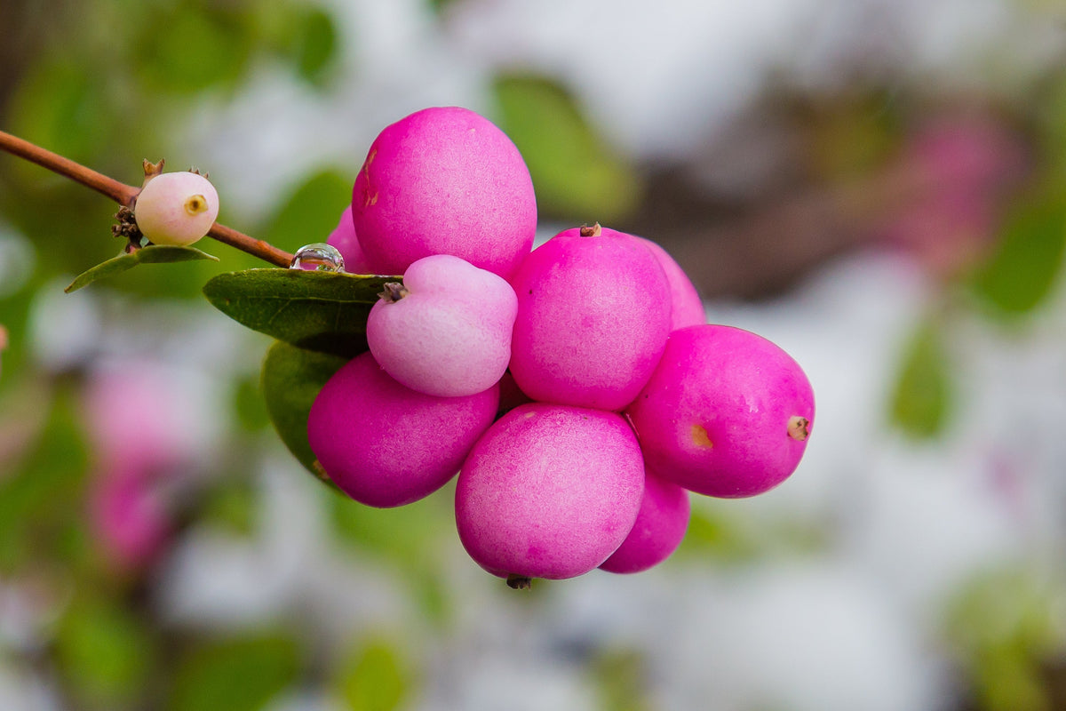 25 semillas de arbusto de flor de CORALBERRY, grosella india rosa, Symphoricarpos Orbiculatus