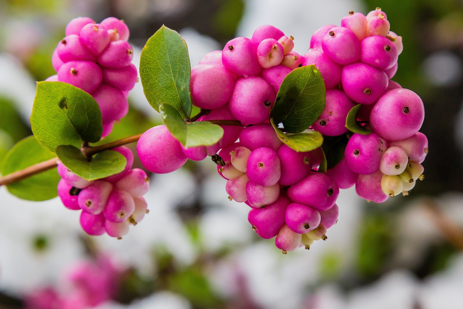 25 semillas de arbusto de flor de CORALBERRY, grosella india rosa, Symphoricarpos Orbiculatus