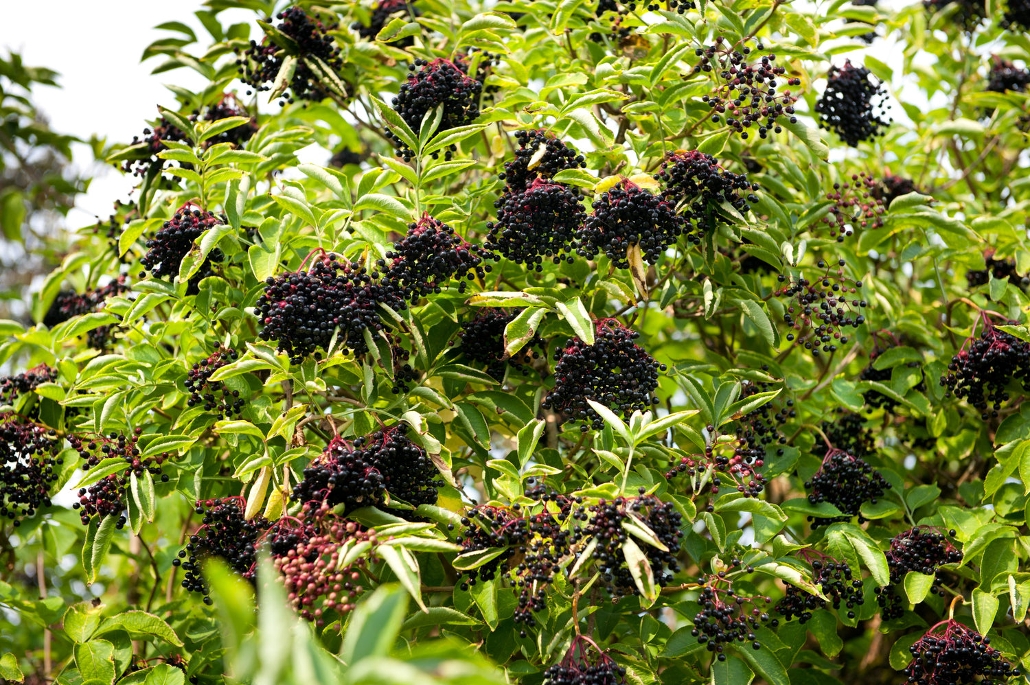25 semillas de arbusto frutal de saúco americano (Sambucus nigra)