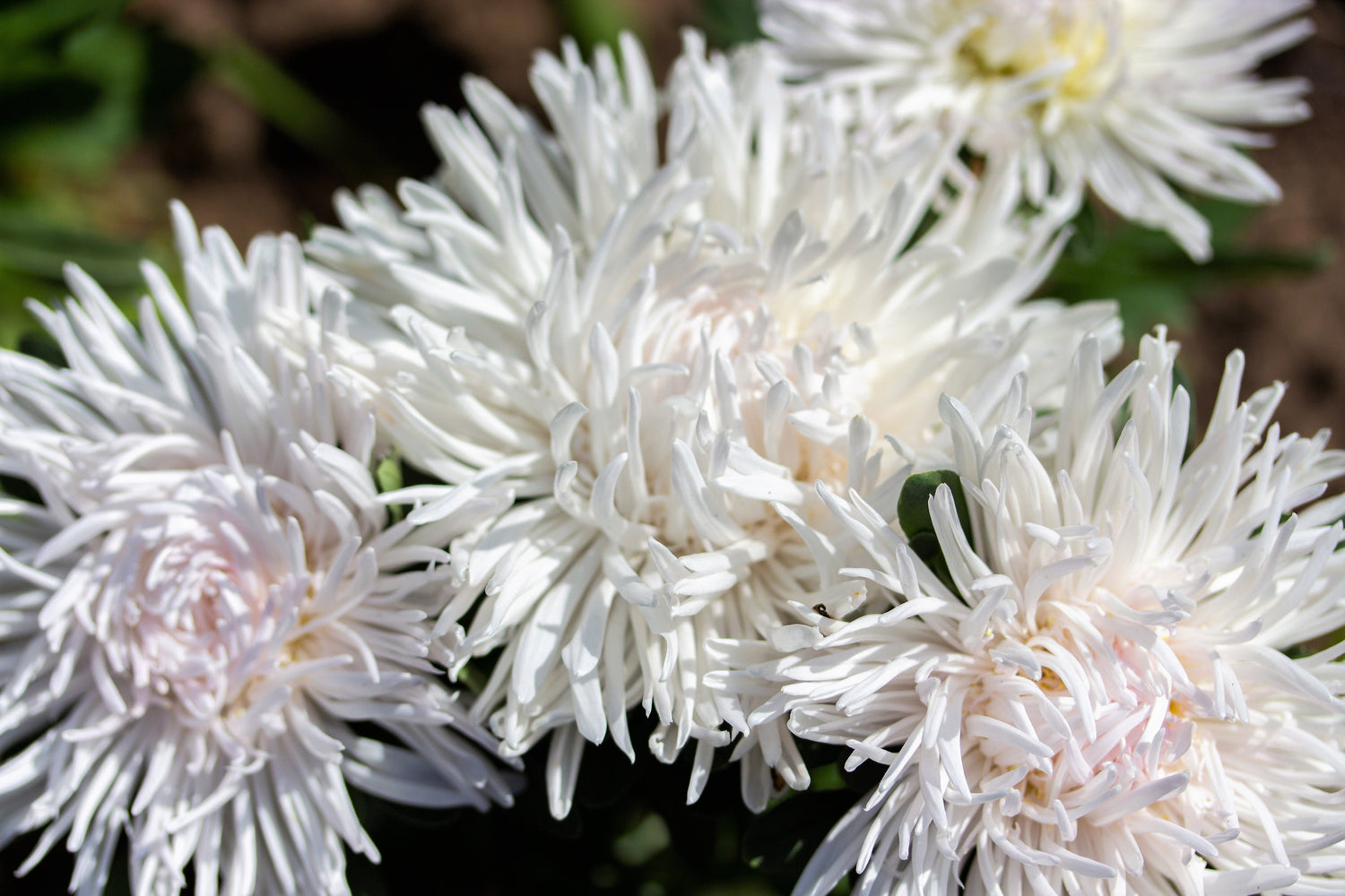 30 semillas de flores de ASTER DE AGUJAS BLANCAS Callistephus Chinensis Unicom