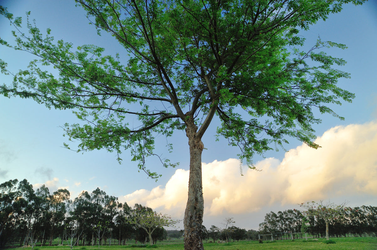 50 semillas de olmo chino (Ulmus parvifolia)