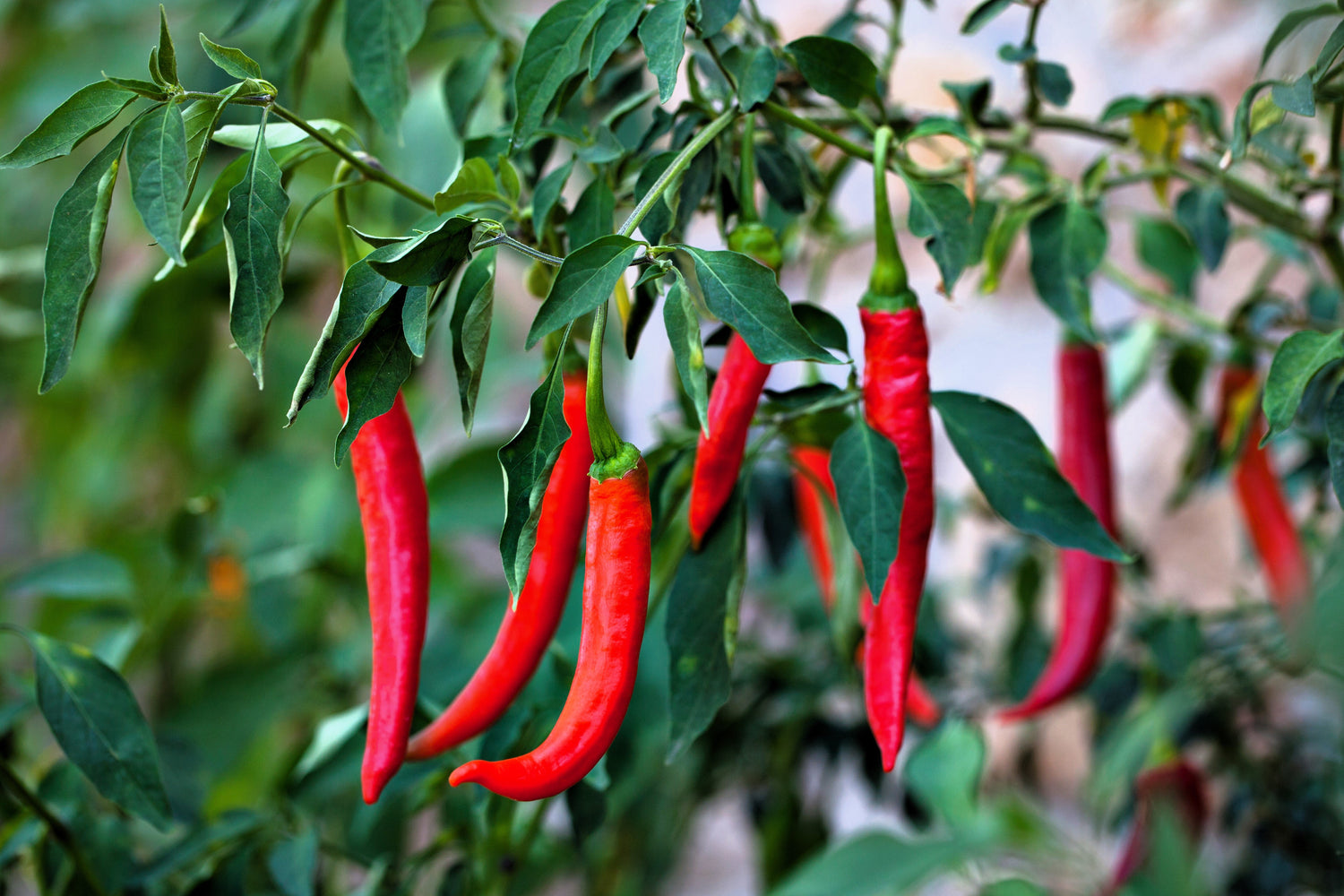 300 PIMIENTA DE CAYENA FINA Semillas de vegetales de pimiento picante, largo, verde, rojo y delgado