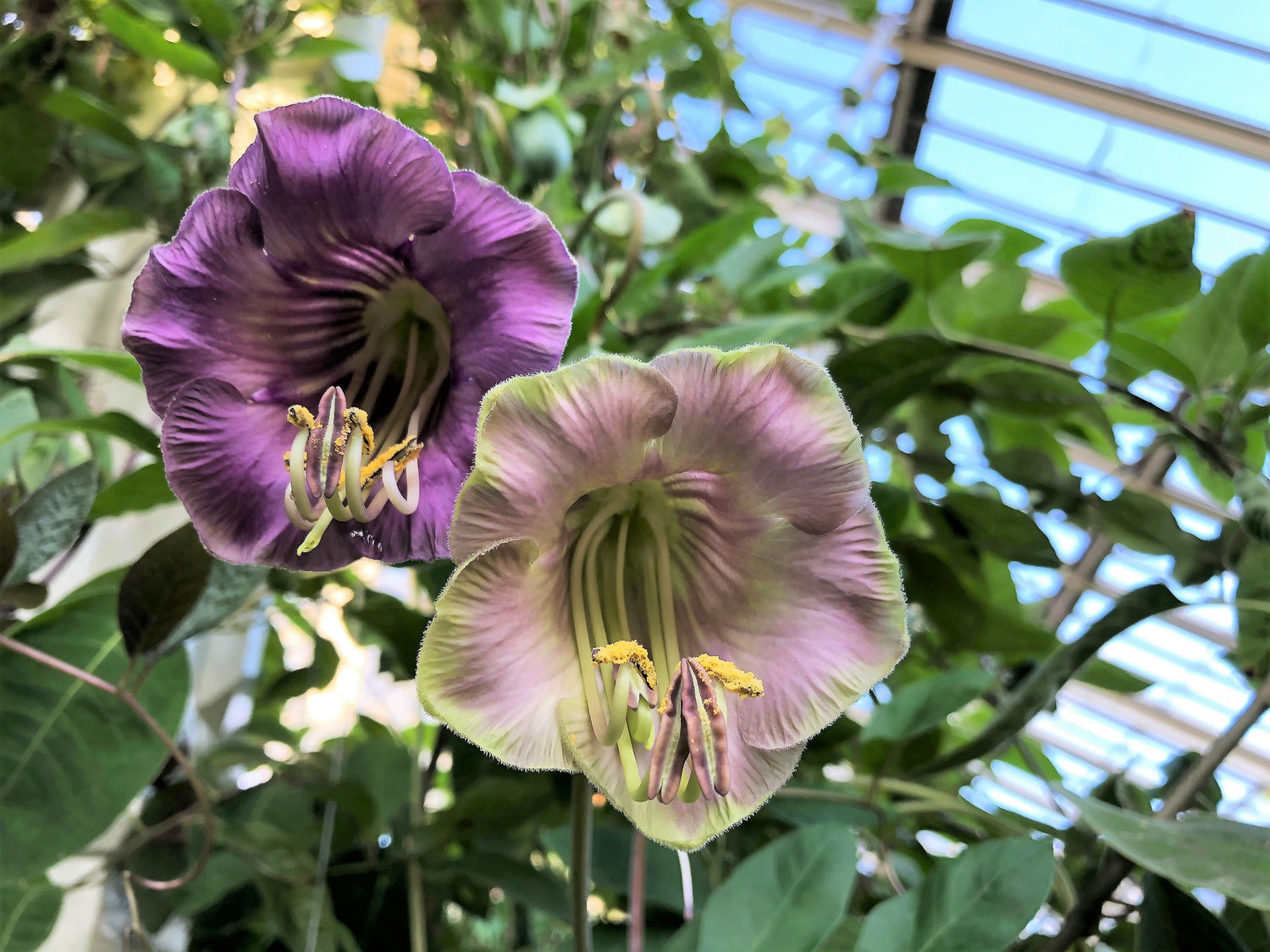 5 TAZA Y PLATO VID Campanas de catedral Cobaea Scandens Semillas de flores trepadoras de colibrí morado